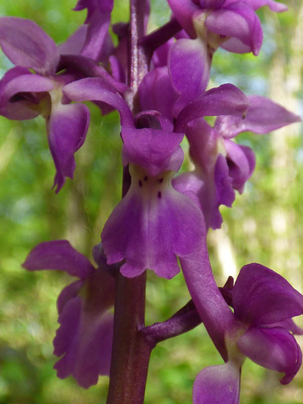 Orchis mascula 'purpurea'